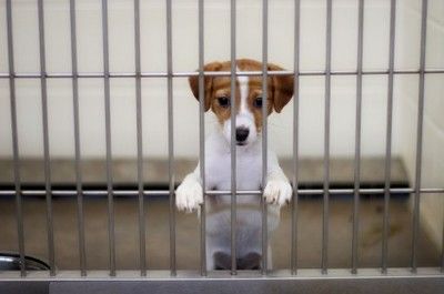 contact_your_local_animal_shelter