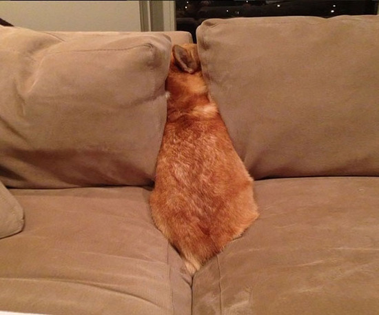 dogs-hide-seek-3__605