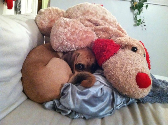 hiding-ninja-funny-dogs-91__605