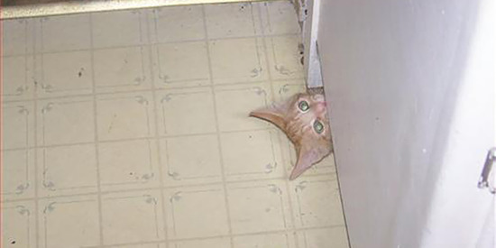 ninja-cat-hiding-funny-50__605