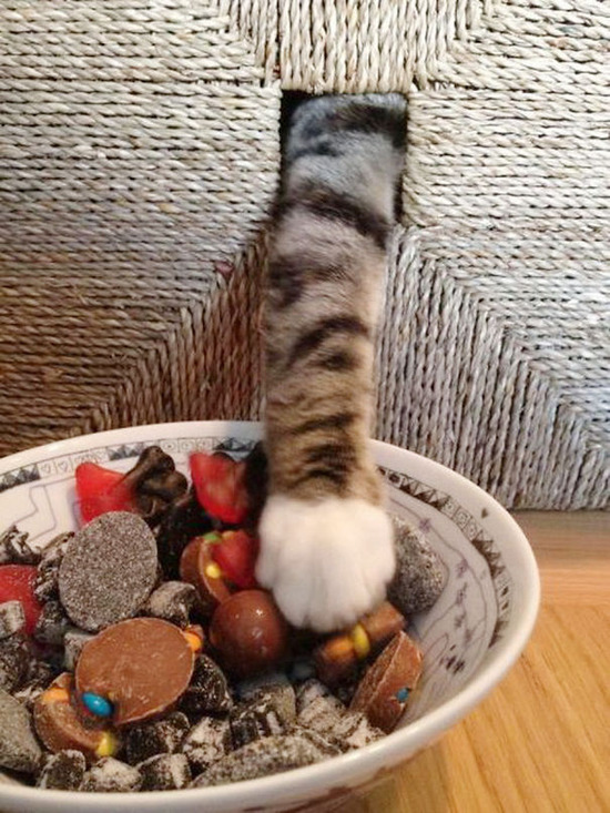 ninja-cat-hiding-funny-6__605