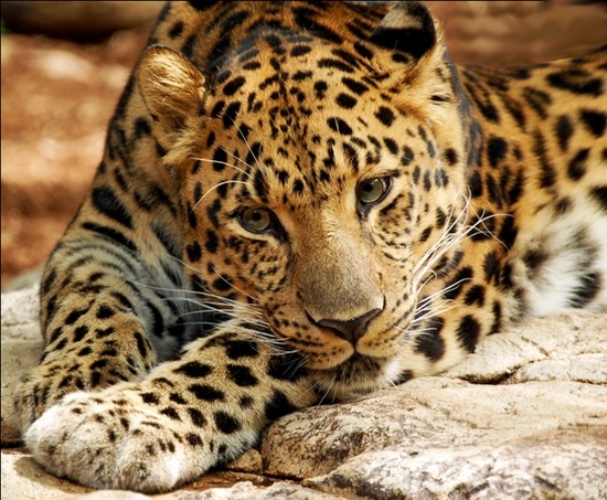 org-Leopard-digitalART