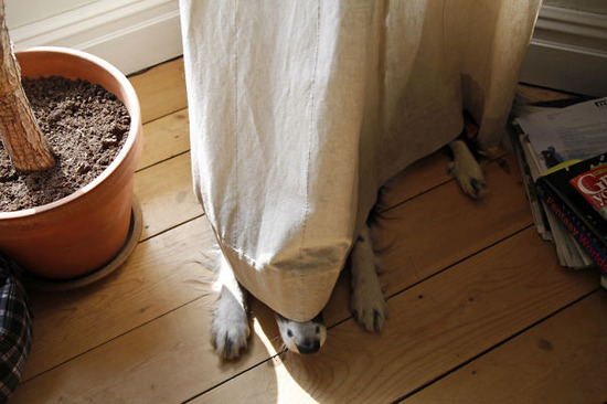 hiding-ninja-funny-dogs-161__605