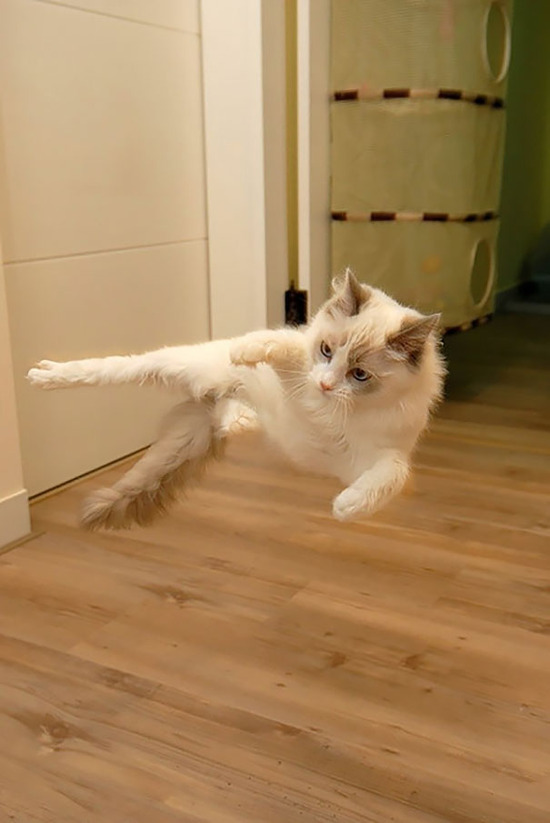 ninja-cat-hiding-funny-102__605