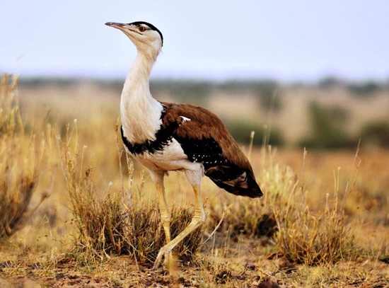 com-Great-Indian-Bustard-Lord-of-the-Grasslands-2