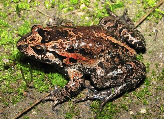 com-Hula-Painted-Frog1