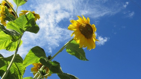 sunflower-1579592_640