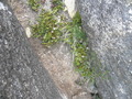 P5270391