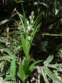 DSCF4070