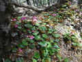 DSCF4129