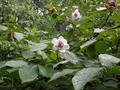 DSCF3684
