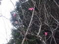 DSCF1761