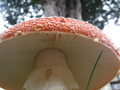 DSCF4821