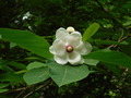 DSCF7721
