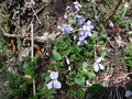 DSCF2781