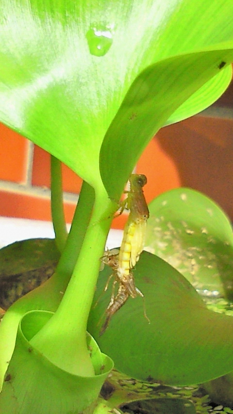201007191542001