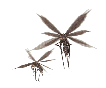 rangosuta