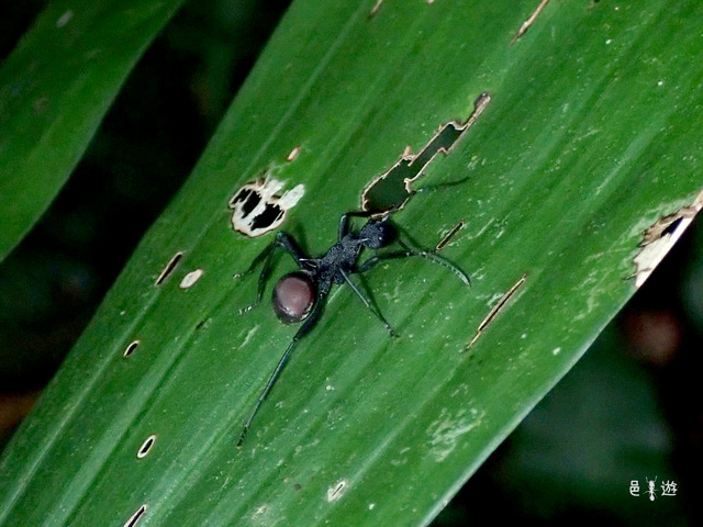 Polyrhachis sp