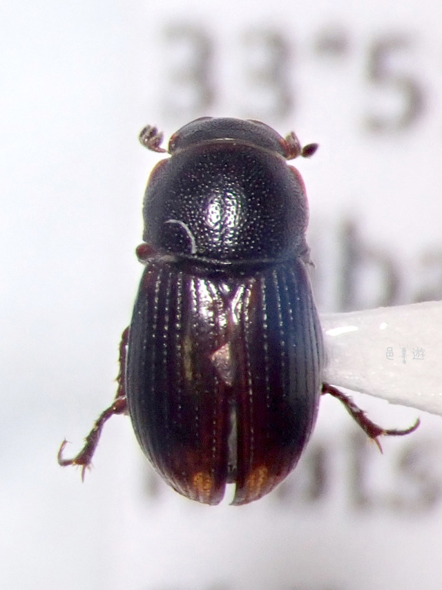 Aphodius mizo