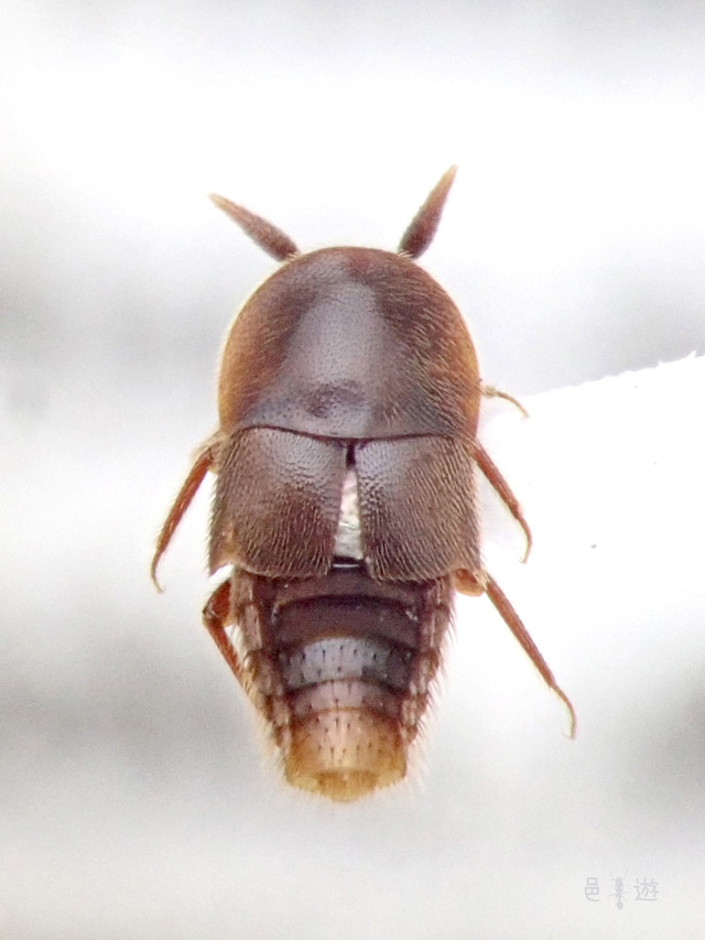 Aspidobactrus sp