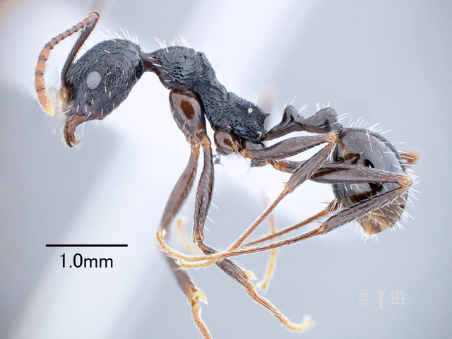 Aphaenogaster rugulosa