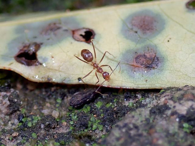 Anoplolepis gracilipes