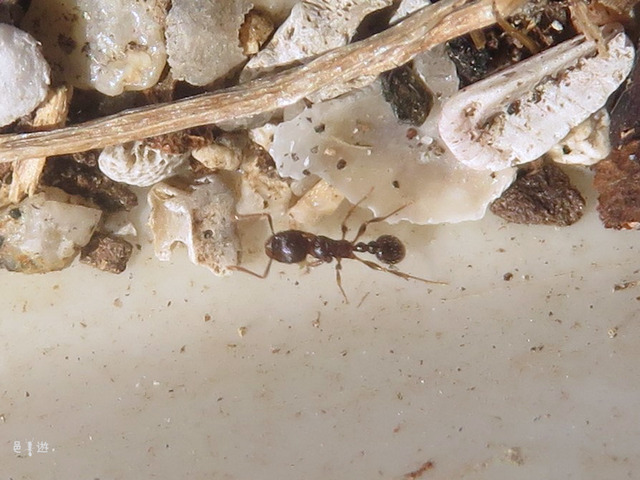 Tetramorium tsushimae-kaigan