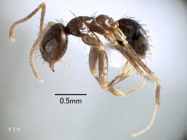 Nylanderia amia