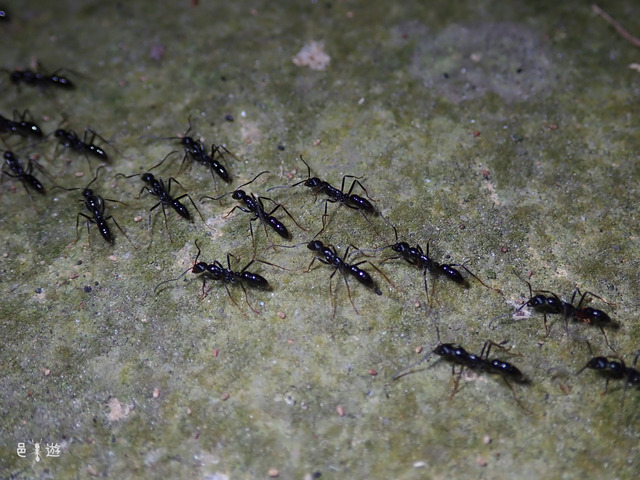 Leptogenys sp2-2