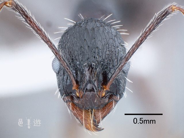 Aphaenogaster rugulosa-H