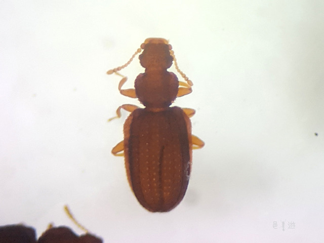Lathridiidae sp,jpg