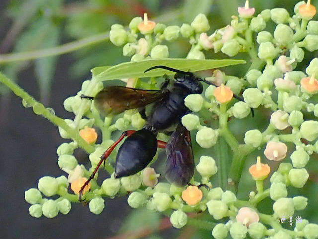 Isodontia harmandi