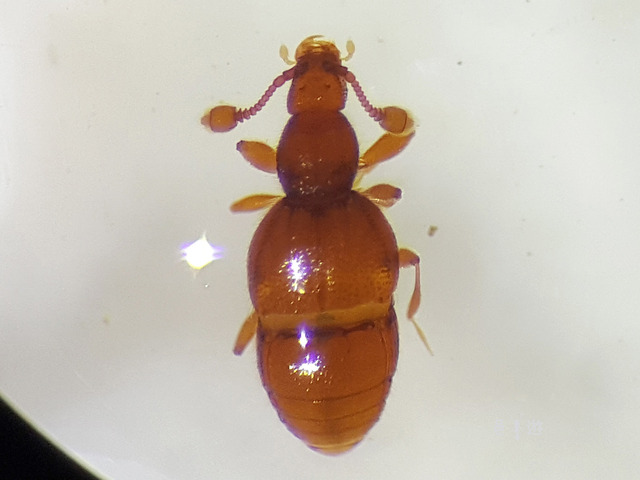 philoscotus sp