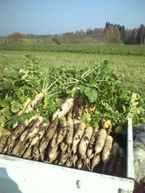 daikon111101