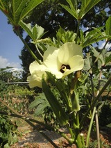 okuras flower