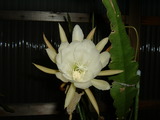 hana2