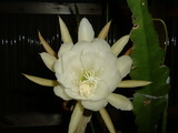 hana1