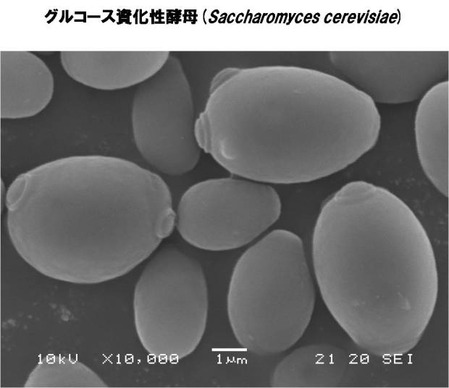 yeast-li_3