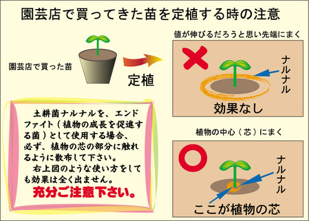 定植時の注意-使い方1