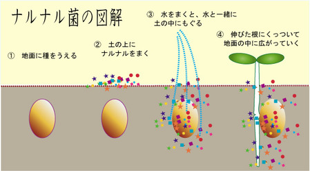 ナルナルの仕組種まき