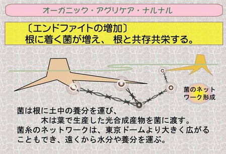 菌のネットワーク