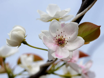 梨の花 アグリパーク竜王