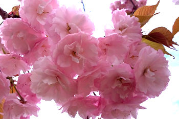 アグリパーク竜王　八重桜03