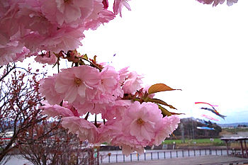 アグリパーク竜王　八重桜02
