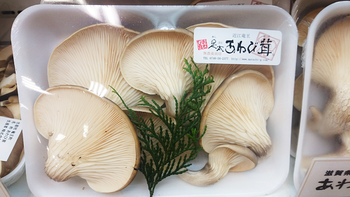 足太あわび茸(滋賀竜王) (3)