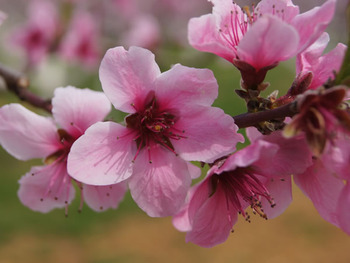 桃の花 アグリパーク竜王