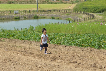 竜王町新村の焼いも風景
