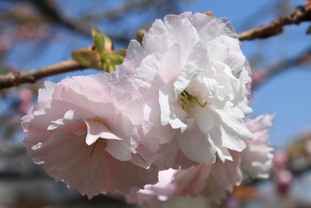 コピー (2) ～ IMG_5674