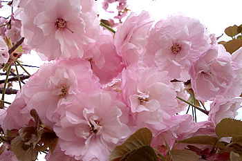 アグリパーク竜王　八重桜01