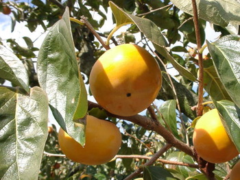 kakigari